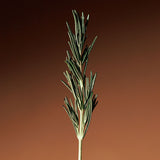 Vitalizing Rosemary Concentrated Essence